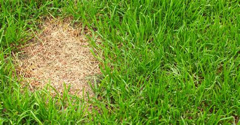 How To Repair Bare Spots In Your Lawn