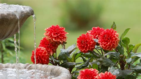Pleasant Dahlias Water Fountain Summer Garden Hd Images