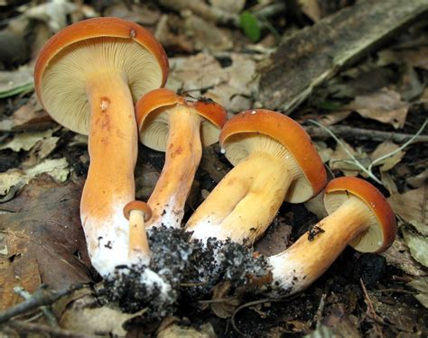 Lactarius volemus - identifier-les-champignons.com