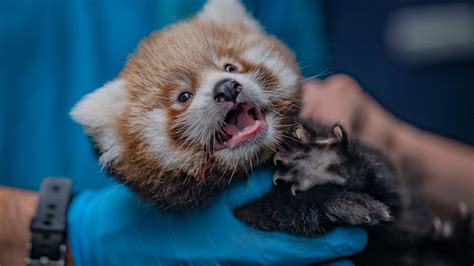 Twin Red Panda Cubs Born At Chester Zoo Itv News Granada