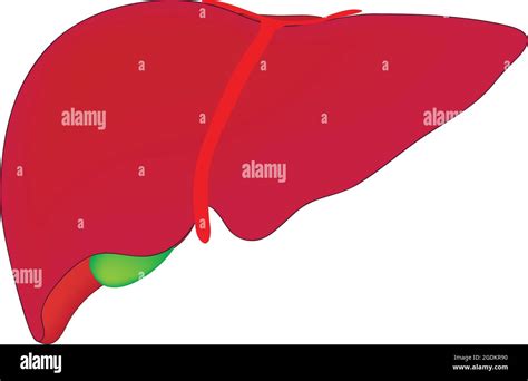 Anatomía Biológica Del Hígado Humano Ilustración Biológica De Una