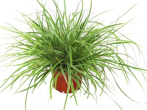 Gräser werden im winter von uns zurückgeschnitten. Carex oshimensis "Everest" - Segge -Gräser - Pflanzen ...
