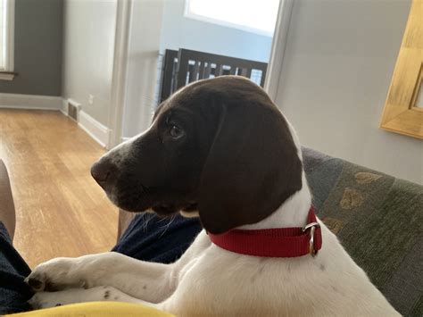 German shorthaired pointer information including personality, history, grooming, pictures, videos, and the akc breed standard. German Shorthaired Pointer For Sale (368) | Petzlover