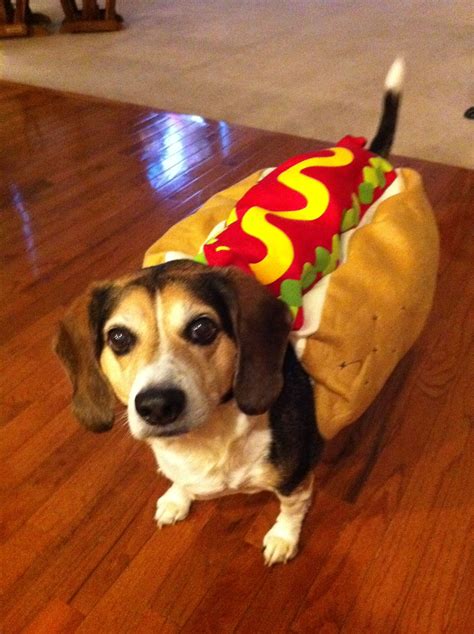 A Dog Wearing A Hot Dog Costume On The Floor