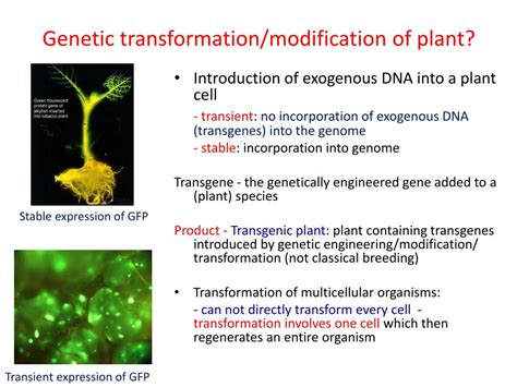 Ppt Plant Genetic Engineering Plant Transformation Powerpoint Presentation Id2855714