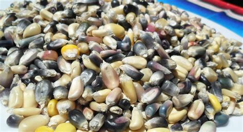 1 Kg, Semilla De Maiz Pinto, 100% Mexicano (exotico) | ABSOPTIMOS