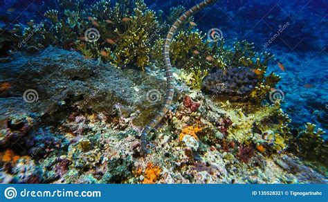 Faint Banded Sea Snake Or Belcher`s Sea Snake Hydrophis Belcheri