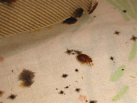 Bed Bug Stains Evidence Of An Infestation Pestseek