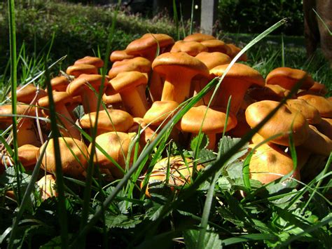 Large Orange Mushroom Clusters Se Us Mushroom Hunting And