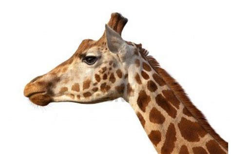 Pin By Alexis Spicer On Art Giraffe Giraffe Head Felt Giraffe