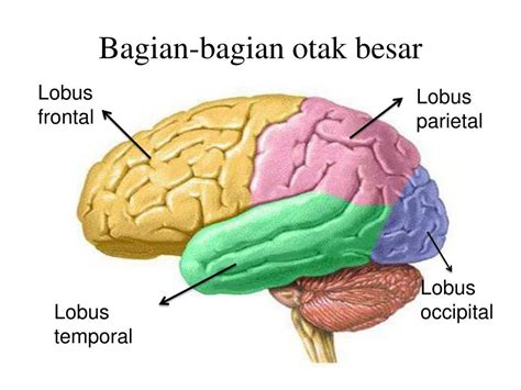 Bagian Bagian Otak Manusia Beserta Fungsinya Coretan Vrogue Co