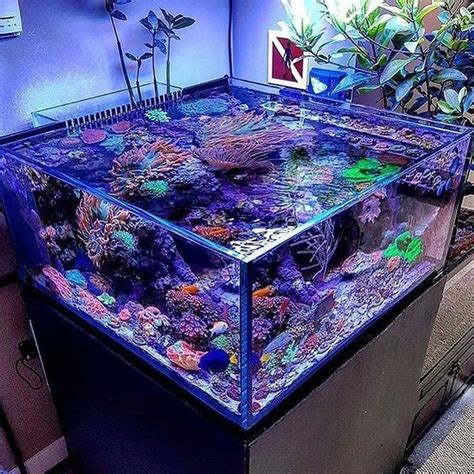 40 Cute And Unique Tank Aquarium Design For Beautify In The Room