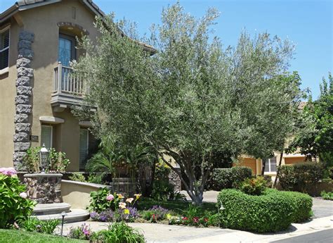 Our tree removal and tree service in bellflower will save you money every time. Olive Tree Nursery California ~ TheNurseries