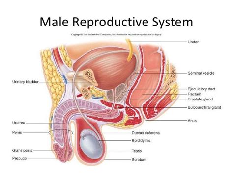 15 Best Chapter 27 The Male Reproductive System Images On