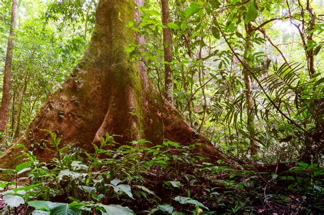 Wild times await in a decorative jungle with animatronics and a menu of delicious american and tropical fare. What is the structure of the tropical rainforest ...