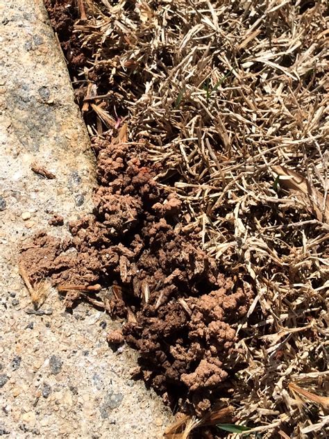 Dirt Mounds Earthworms