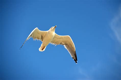 Free Images Sea Bird Wing Sky Seabird Seagull Gull Blue