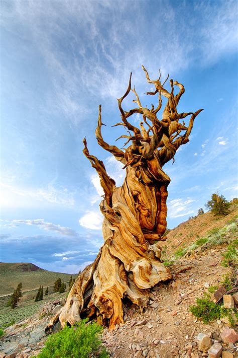 That is why the time is sent ahead one hour in the spring for california, and falls back one hour in the fall for california. Methuselah, White Mountain, California | Methuselah Tree ...