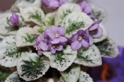 African Violet Grape Treat Semi Miniature Variegated Blooming Size