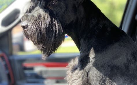 How Hard It Is To Have A Giant Schnauzer Royal Giants