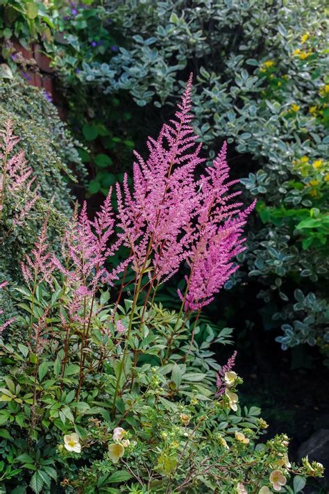 However, don't leave it out there for too long, especially if the heat starts picking up. 15 Shade-Loving Plants That Don't Need Much Sun to Thrive ...