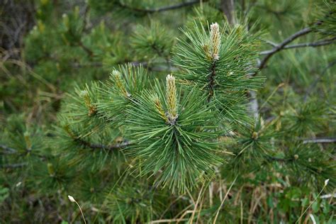 7 Types Of Pine Trees That Are Great For Home Landscapes