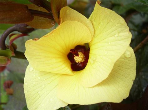 Hibiscus Tiliaceus Rubra Common Name Cottonwood 175mm Pot Dawsons