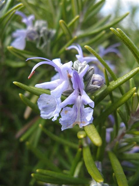Tuscan Blue Rosemary Care Tuscan Blue Rosemary Hardiness And Growing Info