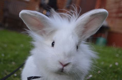 Even experts can sometimes get it wrong, especially when rabbits are sexually immature. lionhead male rabbit | Crawley, West Sussex | Pets4Homes