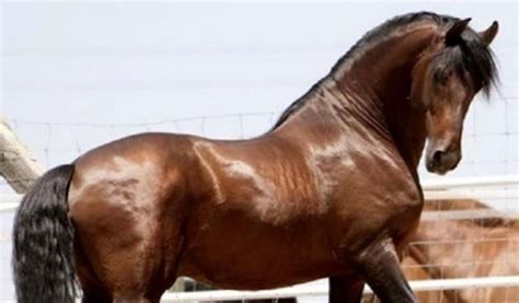 horse breeds   time owners page    petpress