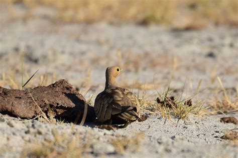 Sand Grouse Bird Dry Lake Bed Free Photo On Pixabay