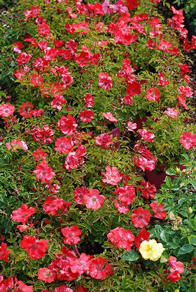 Rose Flower Carpet Sunset Springvale Garden Centre