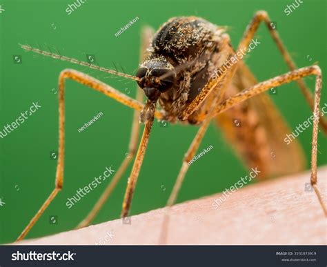 Malaria Infected Mosquito Bite Leishmaniasis Encephalitis Stock Photo