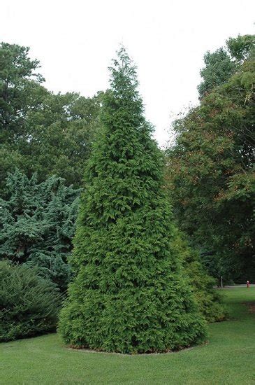16 Different Types Of Arborvitae Varieties For Privacy