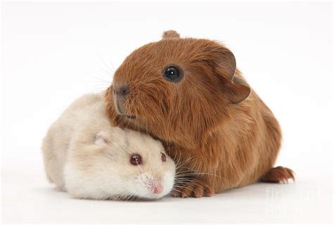 Baby Guinea Pig And Russian Hamster Photograph By Mark Taylor