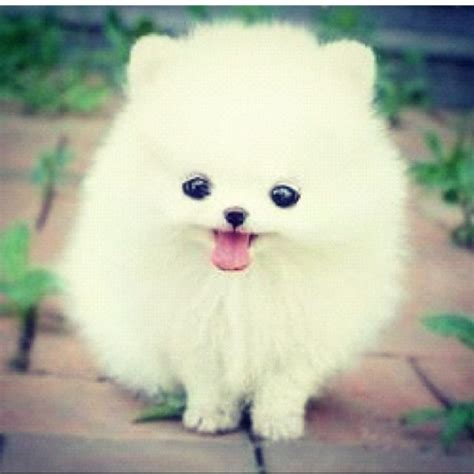 Like A Puff Ball With Eyes And A Little Pink Tongue Pomeranian Puppy