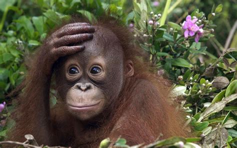 Animal Wallpaper Of A Orangutan Baby Monkeys Funny Cute