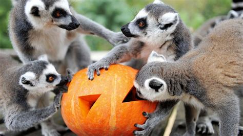 World Lemur Day How Lemurs Spent The Day Dedicated Just To Them