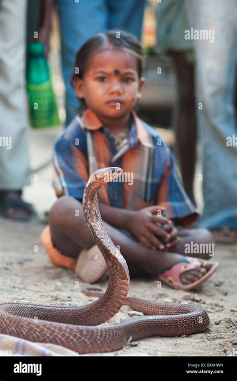 Serpiente Venenosa India Fotografías E Imágenes De Alta Resolución