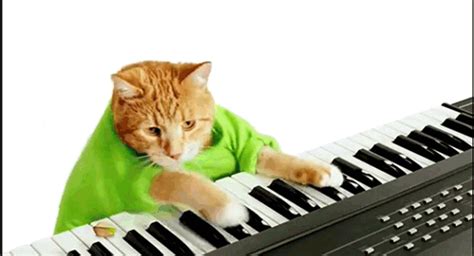 Cat Piano  Find And Share On Giphy