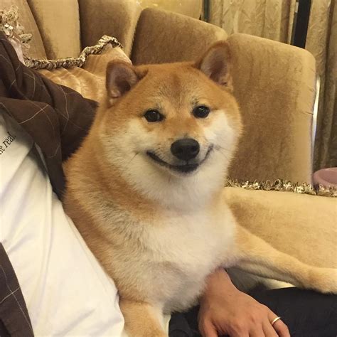 1080 X 1080 Doge This Is Cash Doge Upvote In The Next 12 Seconds And