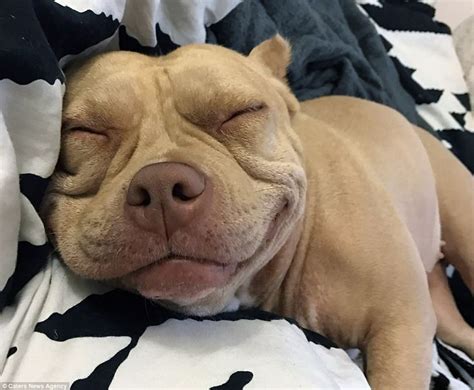 Meet The Worlds Happiest Dog In 2020 Happy Dogs Cute Pitbulls Dogs