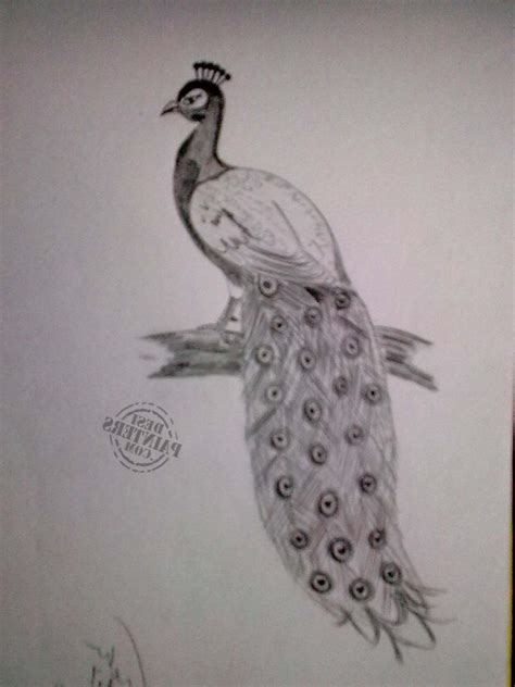 Peacock Drawing Sketch At Paintingvalley Com Explore Collection Of
