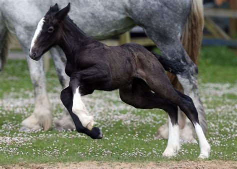 Shire Horse Breed Information History Videos Pictures
