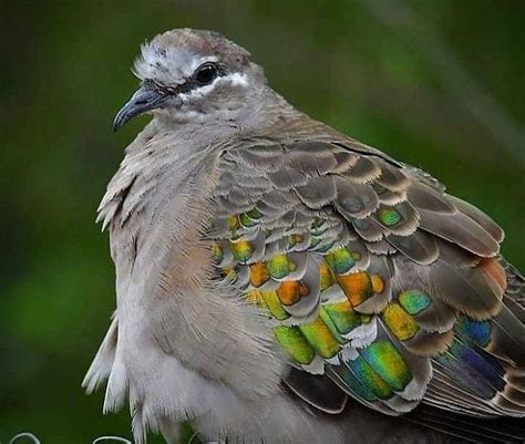 9 Jenis Merpati Dengan Warna Bulu Yang Indah Cantik