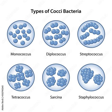 Types Of Coccus Bacteria In Magnifying Glass Coccus Morphology
