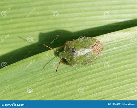 Green Shieldbug Aka Palomena Prasina Top View Stock Image Image Of