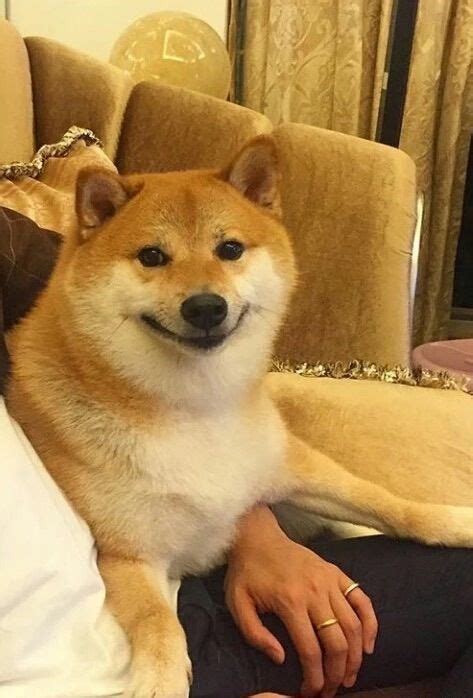 Adorable Shiba Inu Dog Smiling Shiba Inu Japanese Dogs