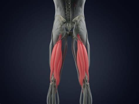 What Are The Hamstrings Facty Health