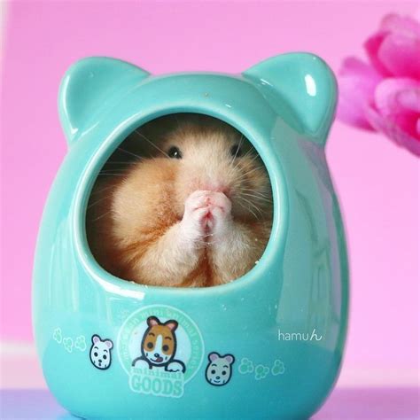 See what catur mawar (caturmawar) has discovered on pinterest, the world's biggest collection of ideas. Pin oleh Ria Catur di Funny Hamsters (Dengan gambar)